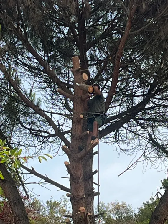 Travaux d’élagage en hauteur sur un arbre